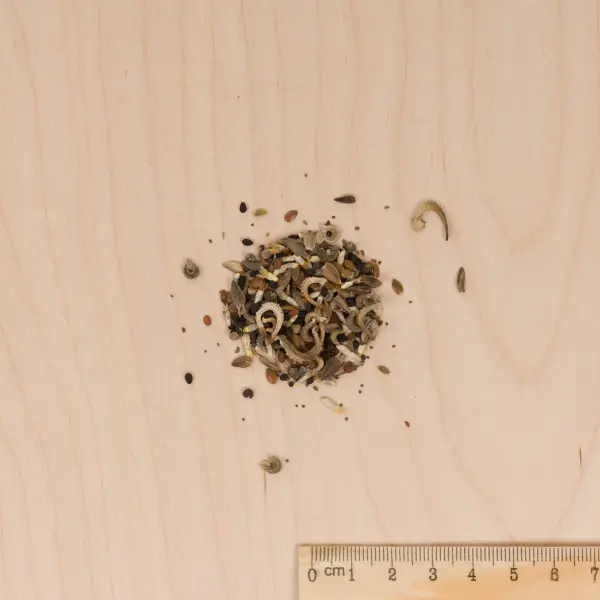 Mélanges de fleurs - Bouquets Champêtres - 4 m² - Mélange de fleurs - MEDIA_3D